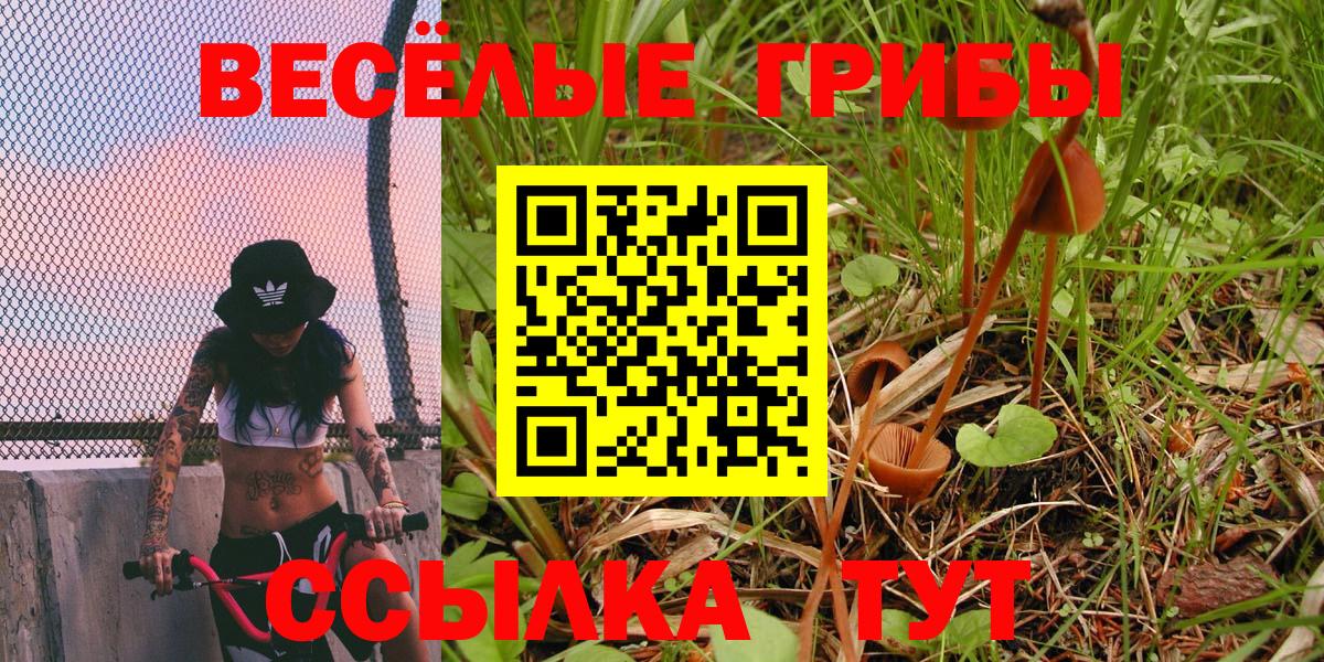 Псилоцибиновые грибы Psilocybine cubensis Апшеронск
